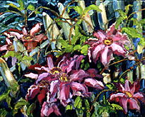 Clematis Outside the Fence