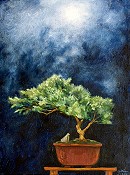 Moonlit Bonsai